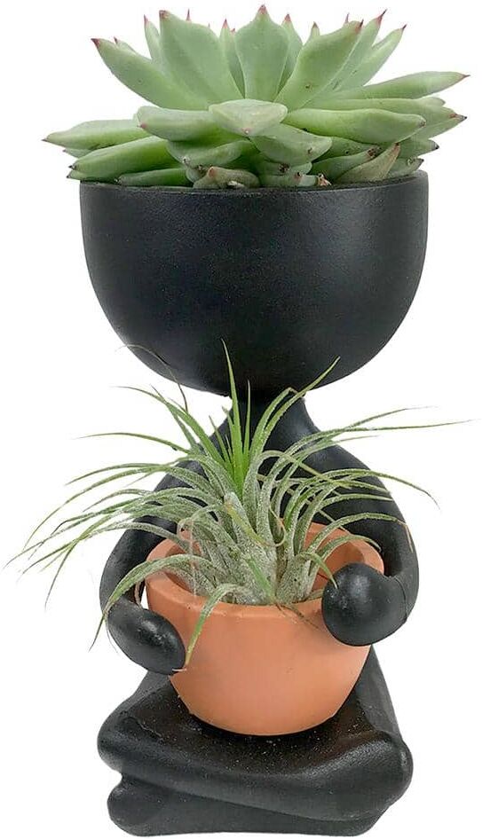 Wekiva Foliage Zen Harmony Planter - Live Plants in a Decorative Pot - Cactus Succulent Air Plant - A Symbol of Serenity and Beauty