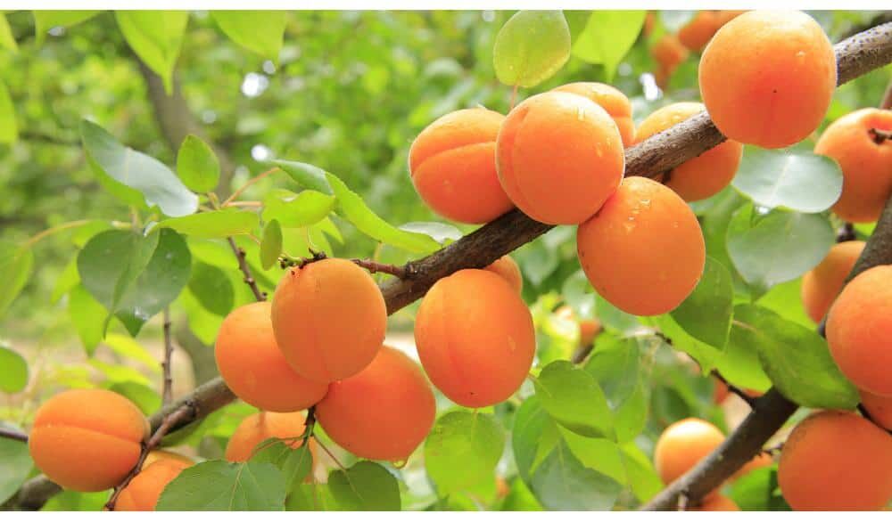 Online Orchards Dwarf Blenheim Apricot Tree (Bare-Root, 3 ft. to 4 ft Tall, 2-Years Old)