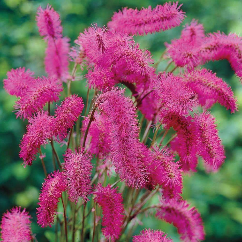 Spring Hill Nurseries Bottlebrush Dormant Bare Root Pink Flowering Perennial Plant Roots (3-Pack)