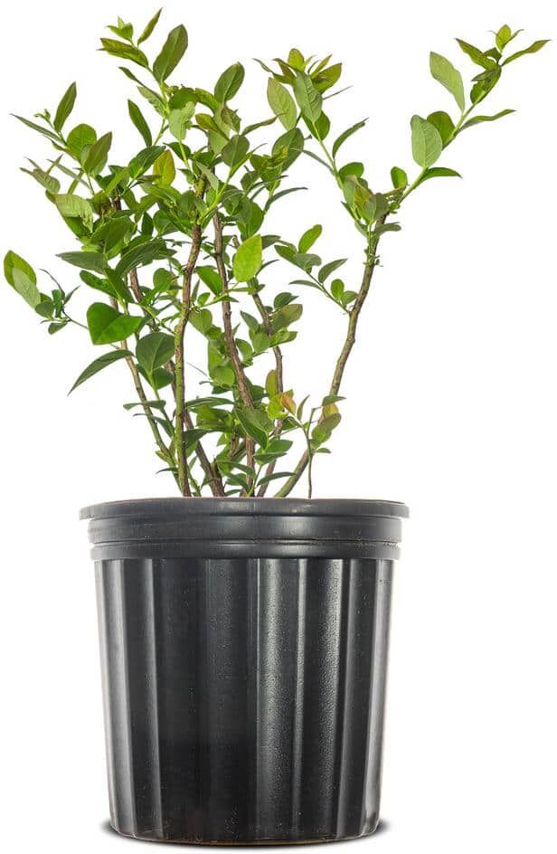 Perfect Plants 1 Gal. Chandler Blueberry Plant in Grower's Pot