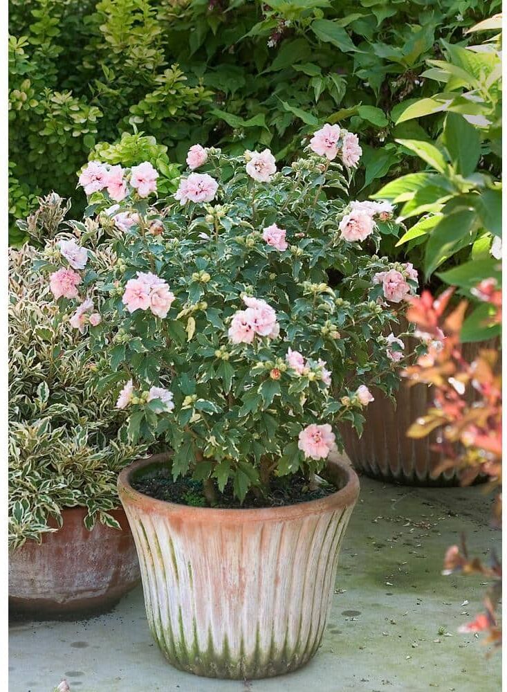 PROVEN WINNERS 4.5 in. qt. Sugar Tip Rose of Sharon (Hibiscus) Live Shrub, Light Pink Flowers and Variegated Foliage