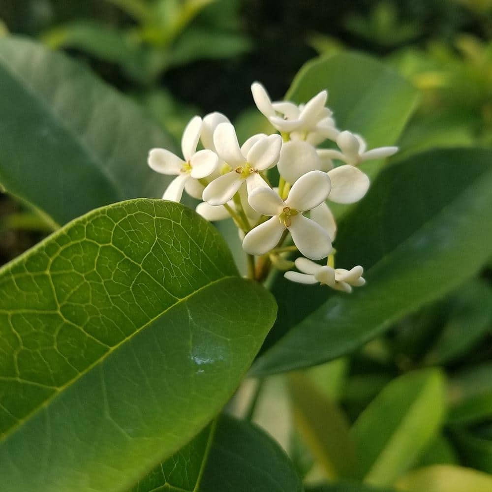 FLOWERWOOD 2.5 Gal - Sweet Tea Olive Osmanthus, Live Evergreen Shrub/Tree, Small White Blooms