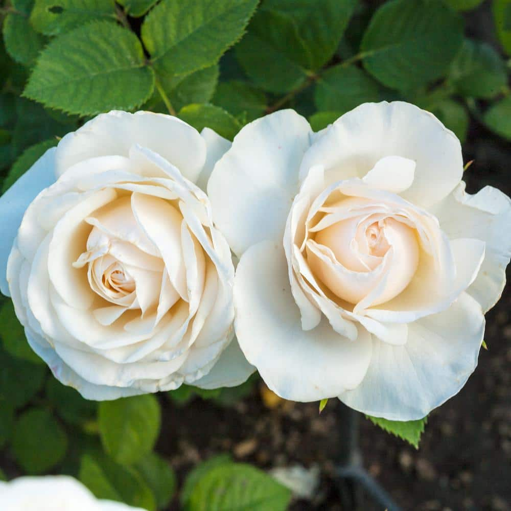 Spring Hill Nurseries Easy Spirit Floribunda Rose, Dormant Bare Root Plant with White Flowers (1-Pack)