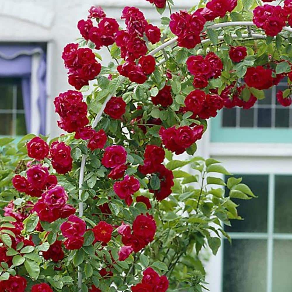 VAN ZYVERDEN Climbing Rose CL Blaze Roses Bloom Color Red (1 Root Stock)