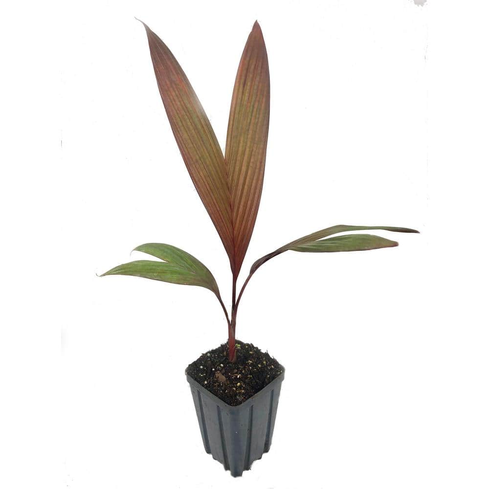 Wekiva Foliage Maroon Crownshaft Palm Tree - Live Plant in a 4 in. Pot - Areca Vestiaria - Rare Ornamental Palms from Florida