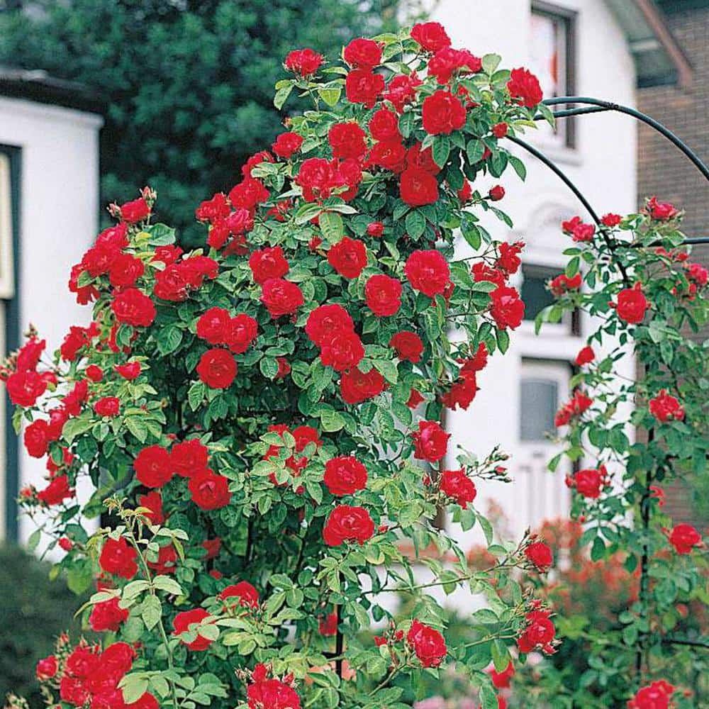 Spring Hill Nurseries Blaze Improved Climbing Rose, Dormant Bare Root Plant with Red Color Flowers (1-Pack)