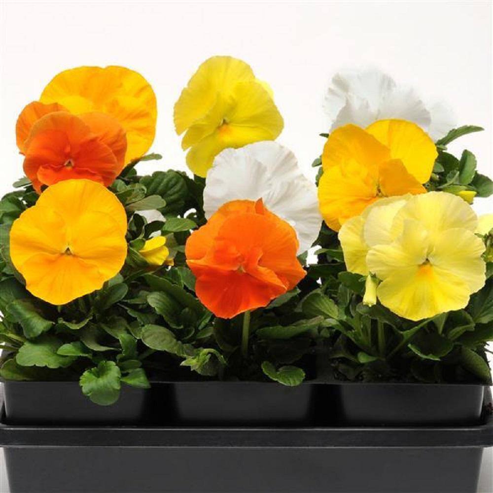 BELL NURSERY 10 In. Pansy Spring Matrix Daffodil Mix Annual Live Plant in Hanging Basket