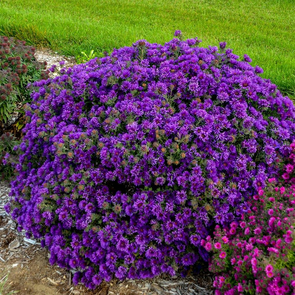 Spring Hill Nurseries Wow! Blue Flowering Aster Dormant Bare Root Flowering Perennial Plant (1-Pack)