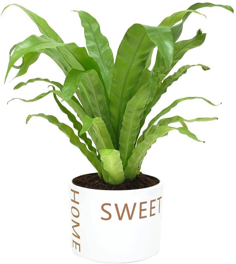 Costa Farms Bird's Nest Fern Indoor Plant in 6 in. Home Sweet Home Ceramic Planter, Avg. Shipping Height 1-2 ft. Tall