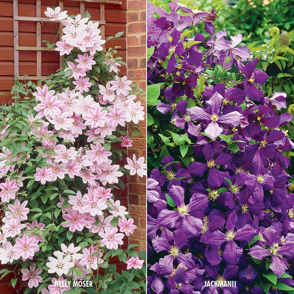 VAN ZYVERDEN Clematis Collection 2 Varieties (Set of 2 Plants)