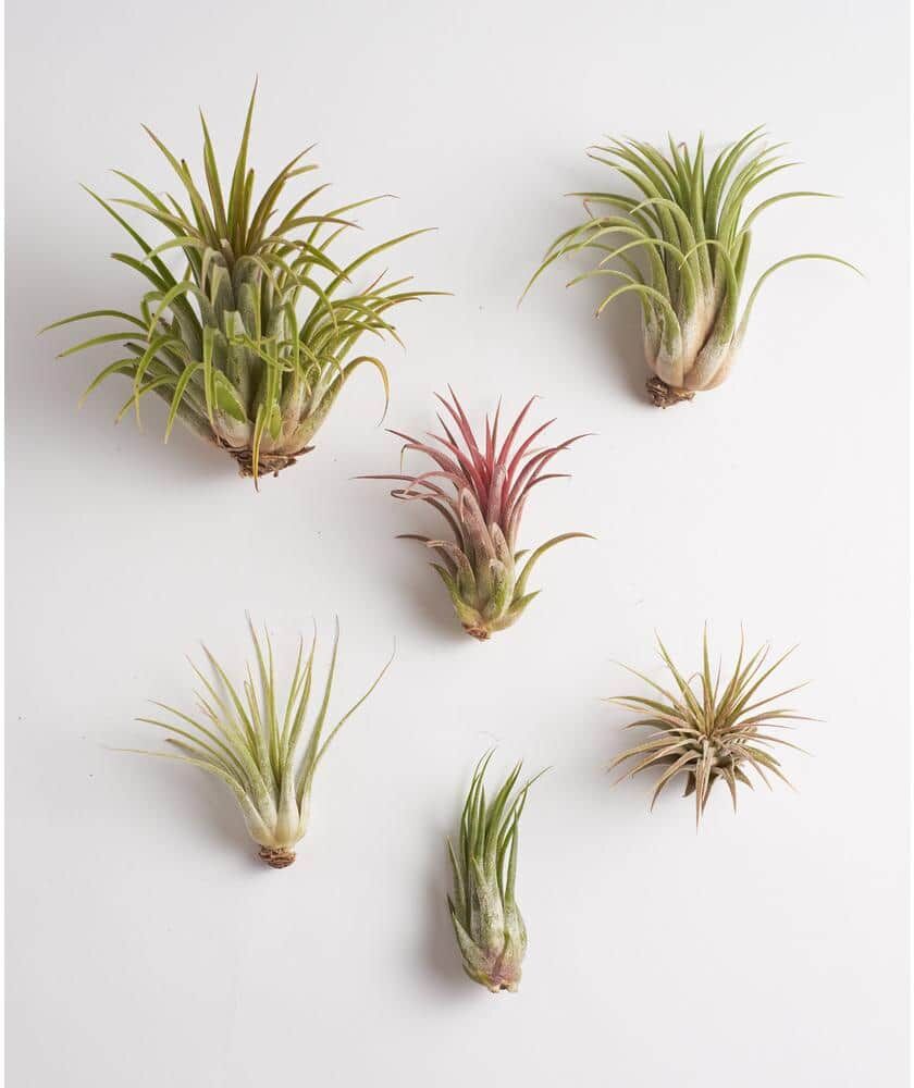 Shop Succulents Ionantha Air Plant (6-Pack)