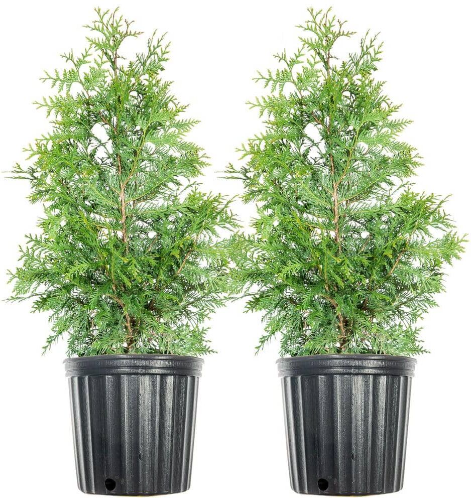 3 ft. - 4 ft. Thuja Green Giant Tree (2-Pack)