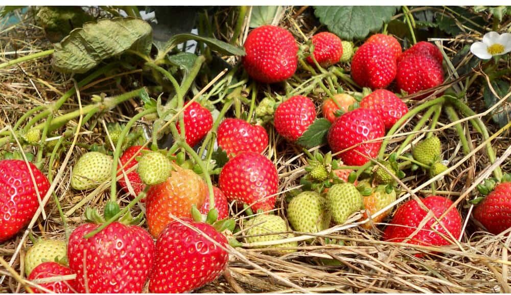 national PLANT NETWORK Sweet Kiss Fruit-Bearing Bare Root Strawberry Plant (25-Piece)