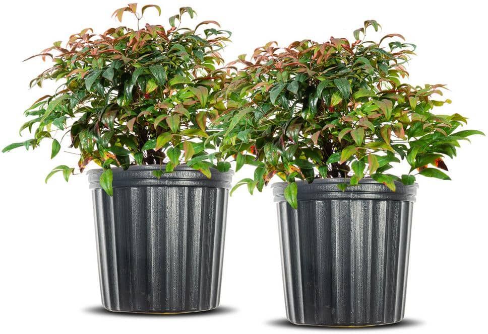 Perfect Plants 3 Gal. Nandina Firepower - Heavenly Bamboo Shrub (2-Pack)