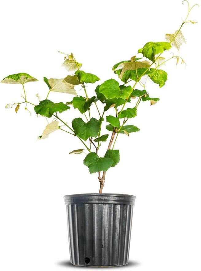 Perfect Plants Concord Grape Vine Plant in 1 Gal. Grower's Pot, Produces Seedless Fruit