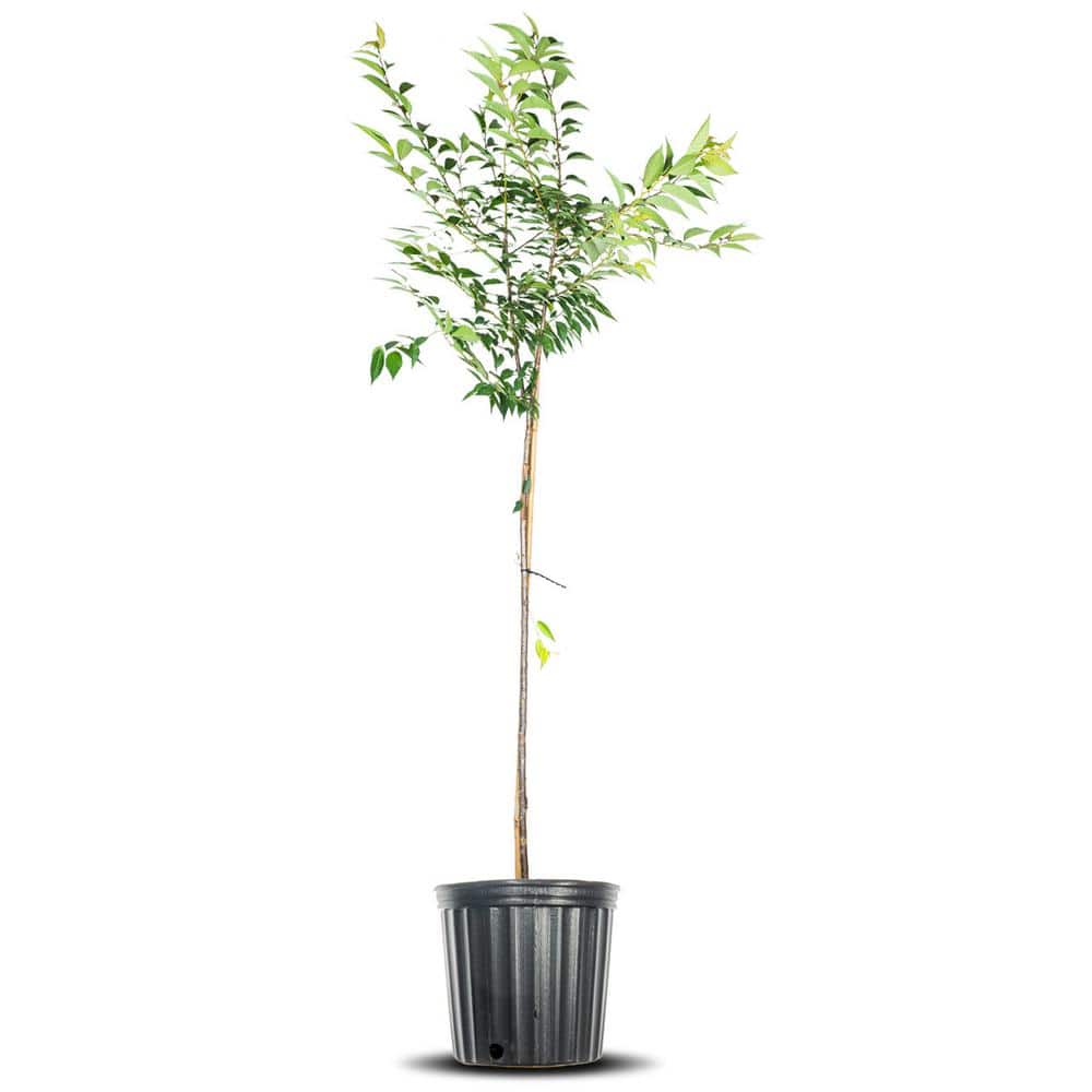 Perfect Plants 4-5 ft. Tall Okame Japanese Cherry Tree in Grower's Pot, Beautiful Early Spring Blooms