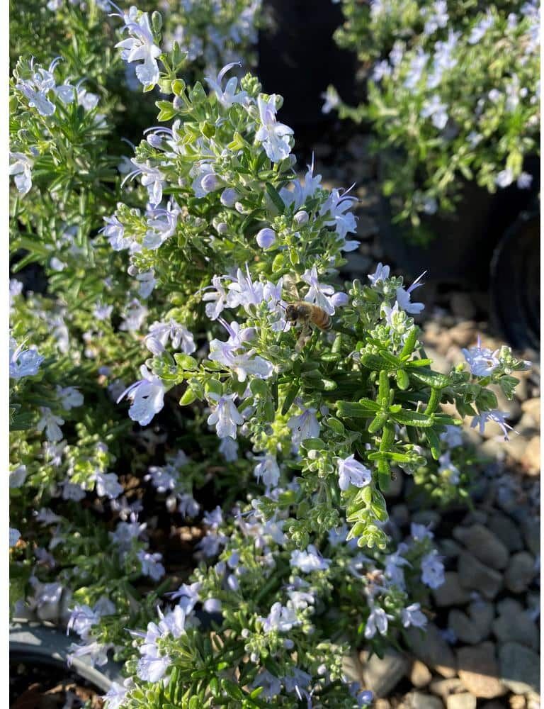 Alder & Oak 1 Gal. Tuscan Blue Rosemary Shrub (4-pack)