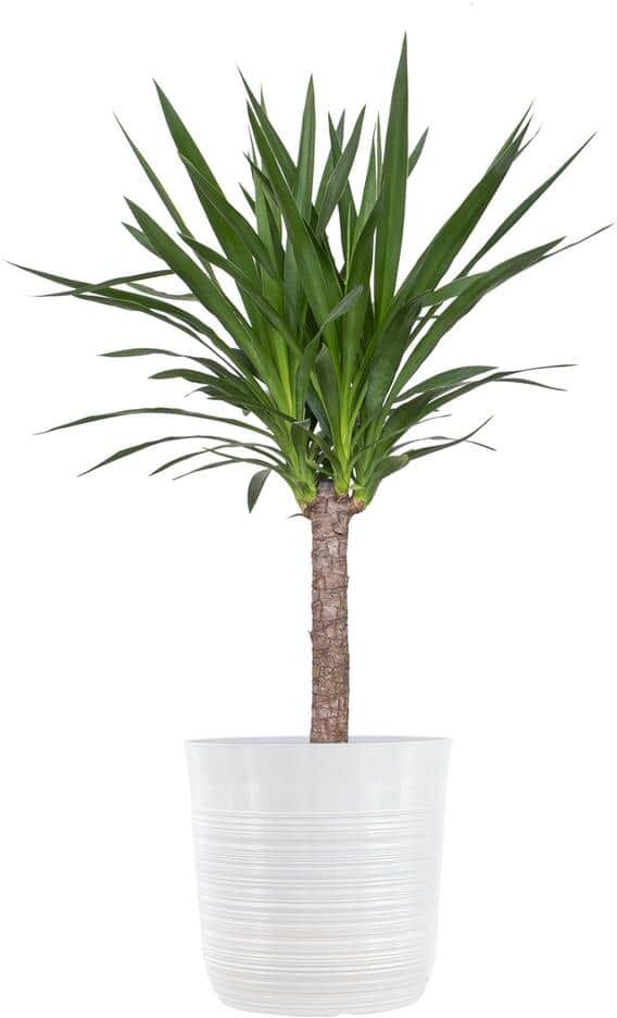 United Yucca Cane Plant in 10 inch White Decor Pot