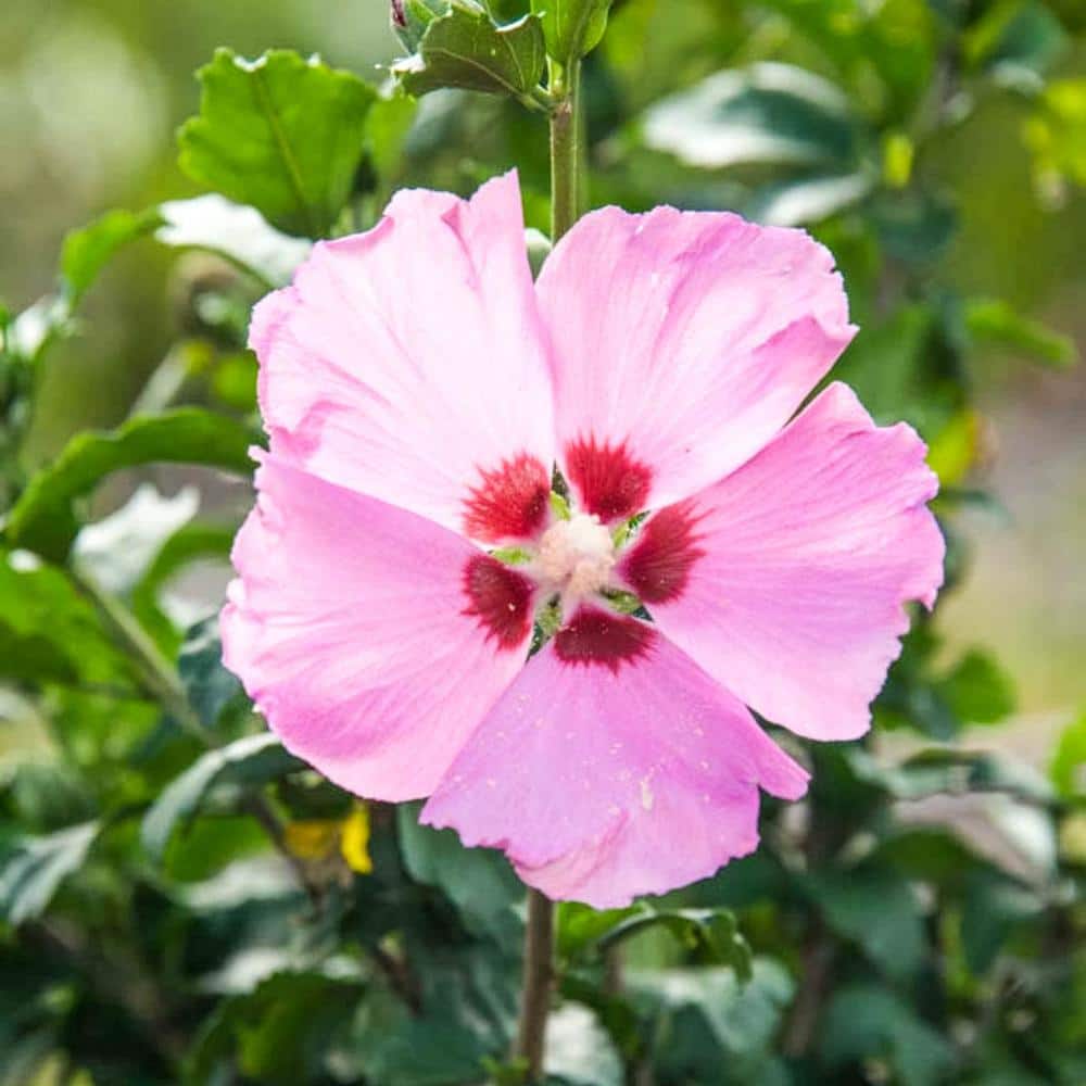 Spring Hill Nurseries Aphrodite Althea Hibiscus Tree Live Bare Root Plant with Pink Flowering Tree form Shrub (1-Pack)