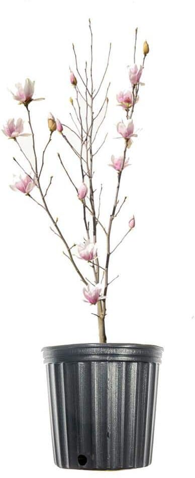 Perfect Plants 1 Gal. Alexandrina Magnolia Tree In Growers Pot, Beautiful Early Spring Blooms