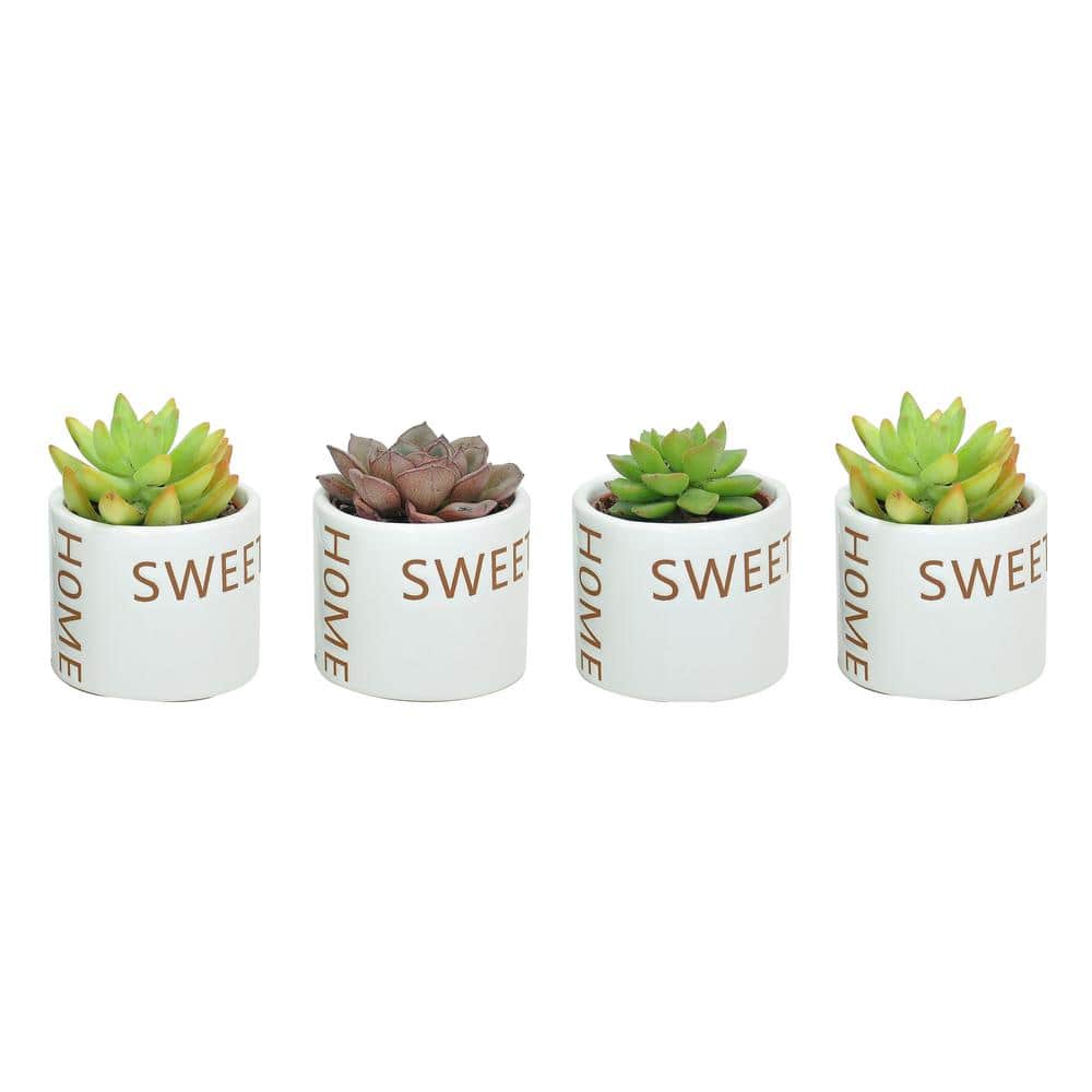 Costa Farms Indoor Succulent Assortment in 2 in. Home Sweet Home Ceramic Pot, Avg. Shipping Height 2 in. Tall (4-Pack)