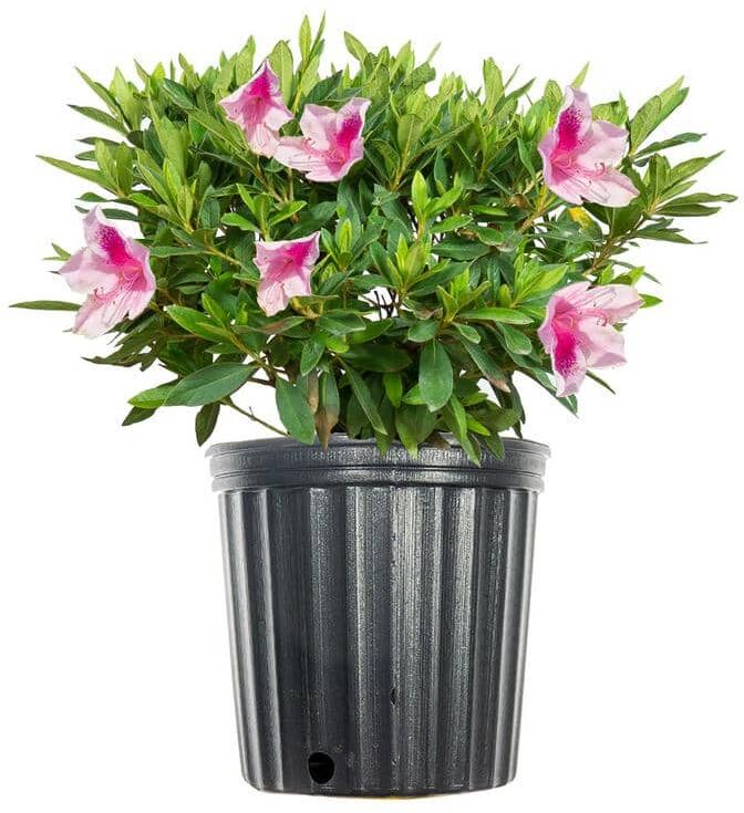 Perfect Plants George Tabor Azalea Shrub in 1 Gal. Growers Pot, Beautiful Baby Pink Blooms