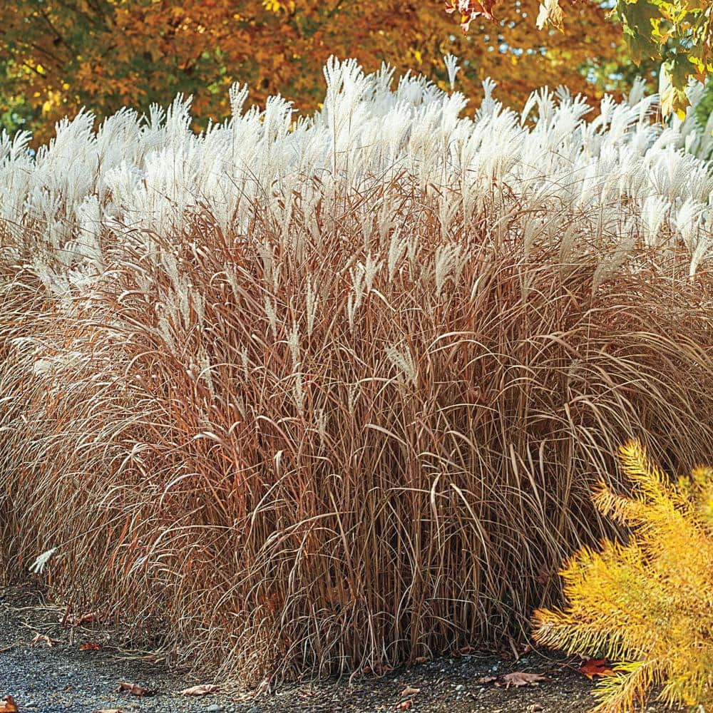 Spring Hill Nurseries Prairie Flame Panicum Grass Live Bareroot Perennial Plant (1-Pack)