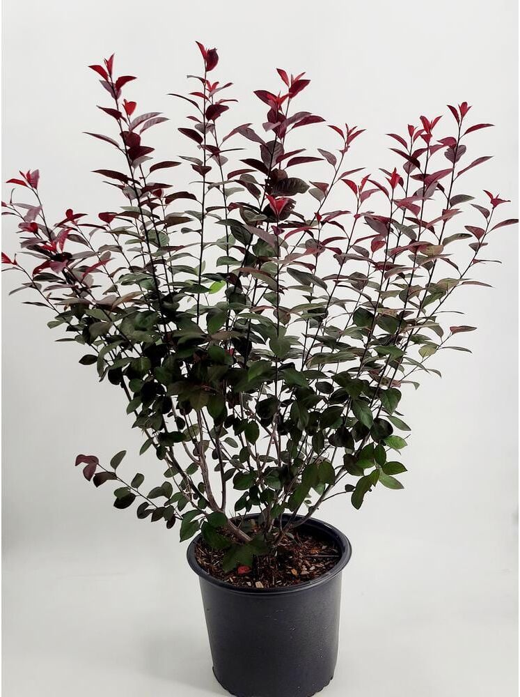 BELL NURSERY 3 Gal. Purple-Leaf Sand Cherry (Prunus x cisterna) Live Shrub with White Flowers