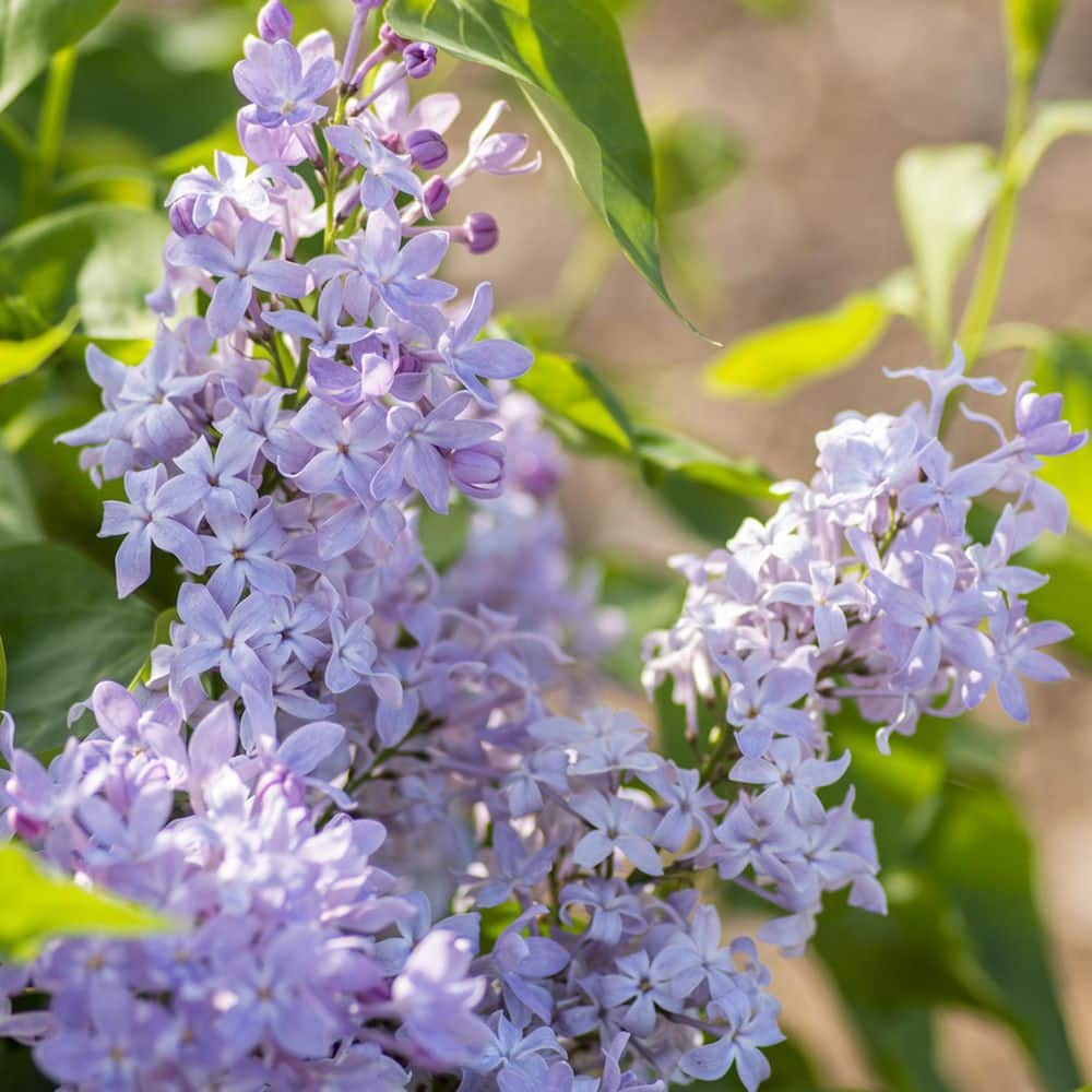 BLOOMABLES 2 Qt.  Lilac New Age Lavender Syringa Shrub with Purple Flowers in Stadium Pot