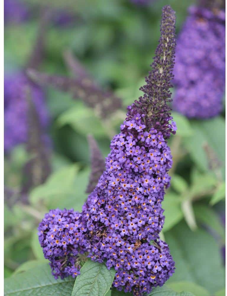 PROVEN WINNERS 4.5 in. qt. Pugster Blue Butterfly Bush (Buddleia) Live Shrub, Blue Flowers