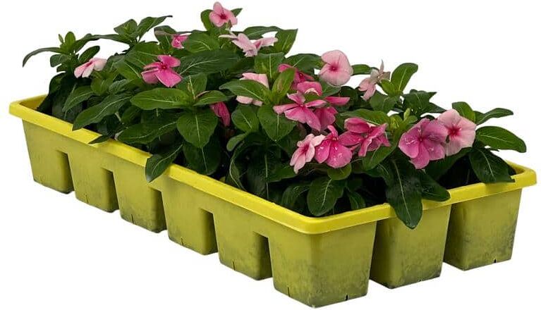 Pure 1.97 Gal. Vinca Cora Deep Strawberry Flower in 2.75 in. Cell Grower's Tray (18- Plant)