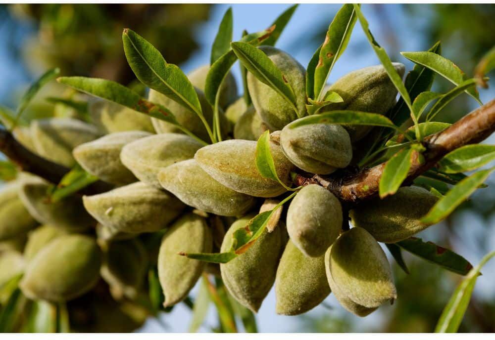 Online Orchards 3 ft. All-in-One Almond Bare Root Tree with Self Pollinating and Heavy Producing Almonds