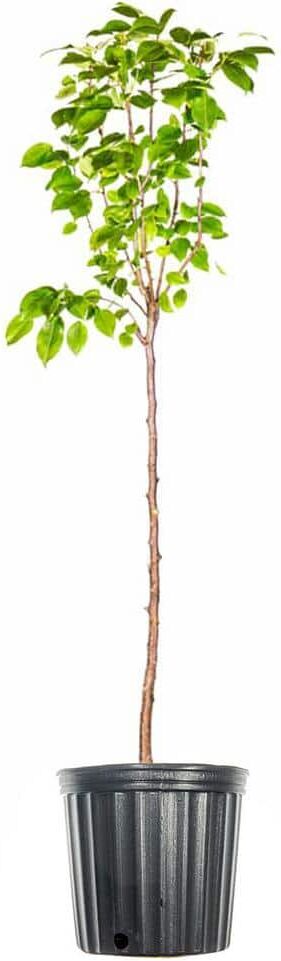 Perfect Plants 4.5 ft. Tall Flordahome Pear Tree, Super Low Chill Hour Fruit