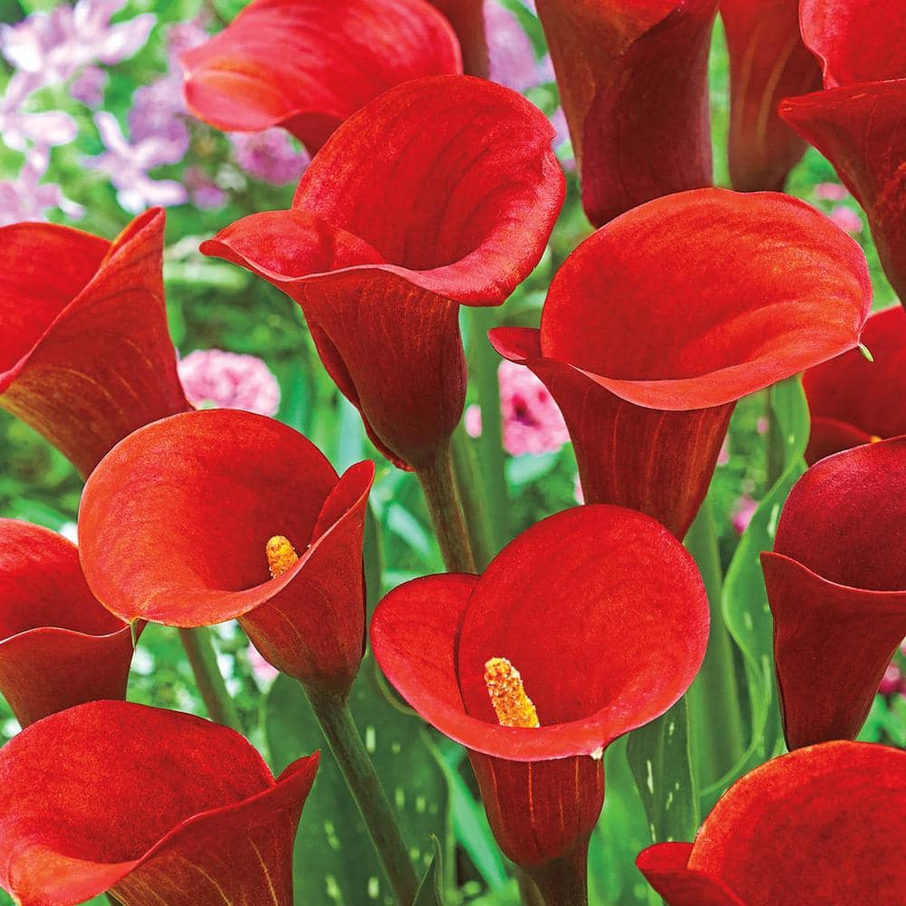 Breck's Red Alert Calla Lily Dormant Flower Bulbs (5-Pack)