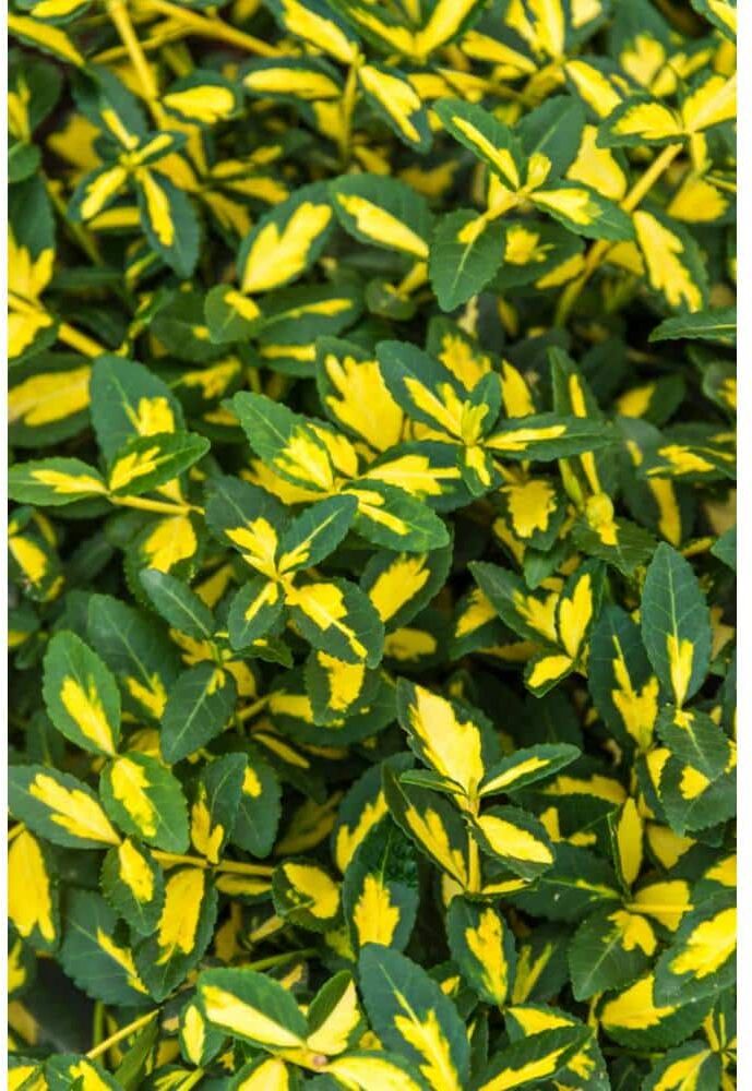 Spring Hill Nurseries 2.50 Qt. Pot Moonshadow Euonymus Live Broadleaf Evergreen Plant Green/Yellow Variegated Foliage