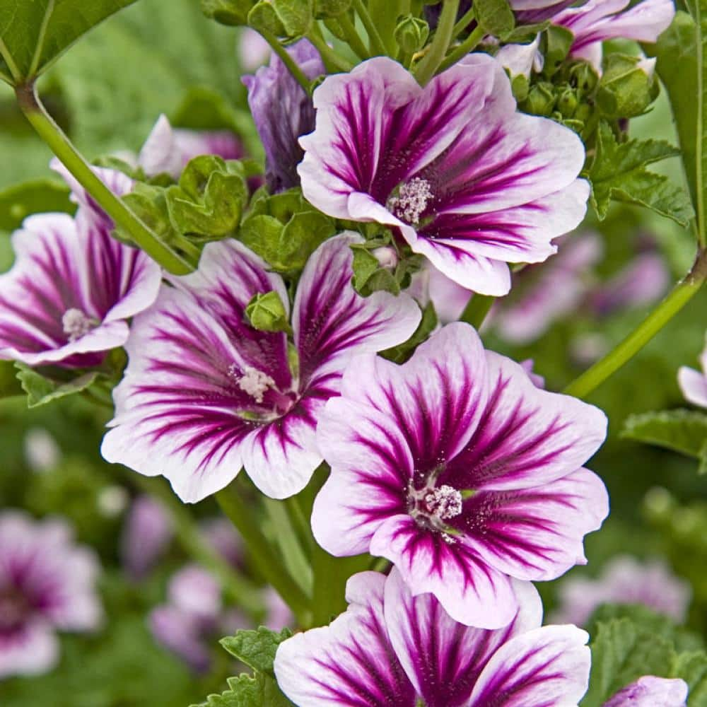 Spring Hill Nurseries Zebrina Malva Dormant Bare Root Flowering Perennial Starter Plant (1-Pack)