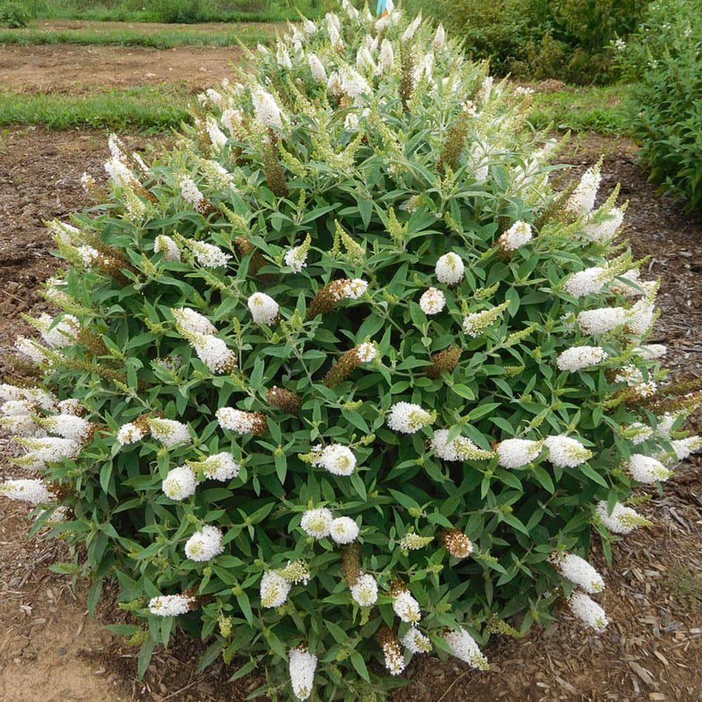 BLOOMABLES 2 Qt.  Dapper White Buddleia Butterfly Bush with White Flowers in Stadium Pot