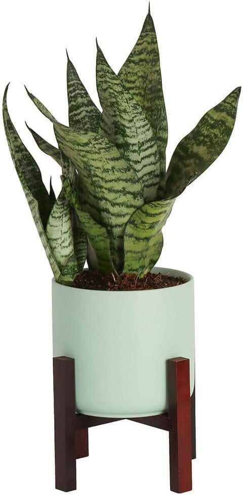 Costa Farms Sansevieria Laurentii Indoor Snake Plant in 6 in. Mid Century Modern Planter, Avg. Shipping Height 1-2 ft. Tall