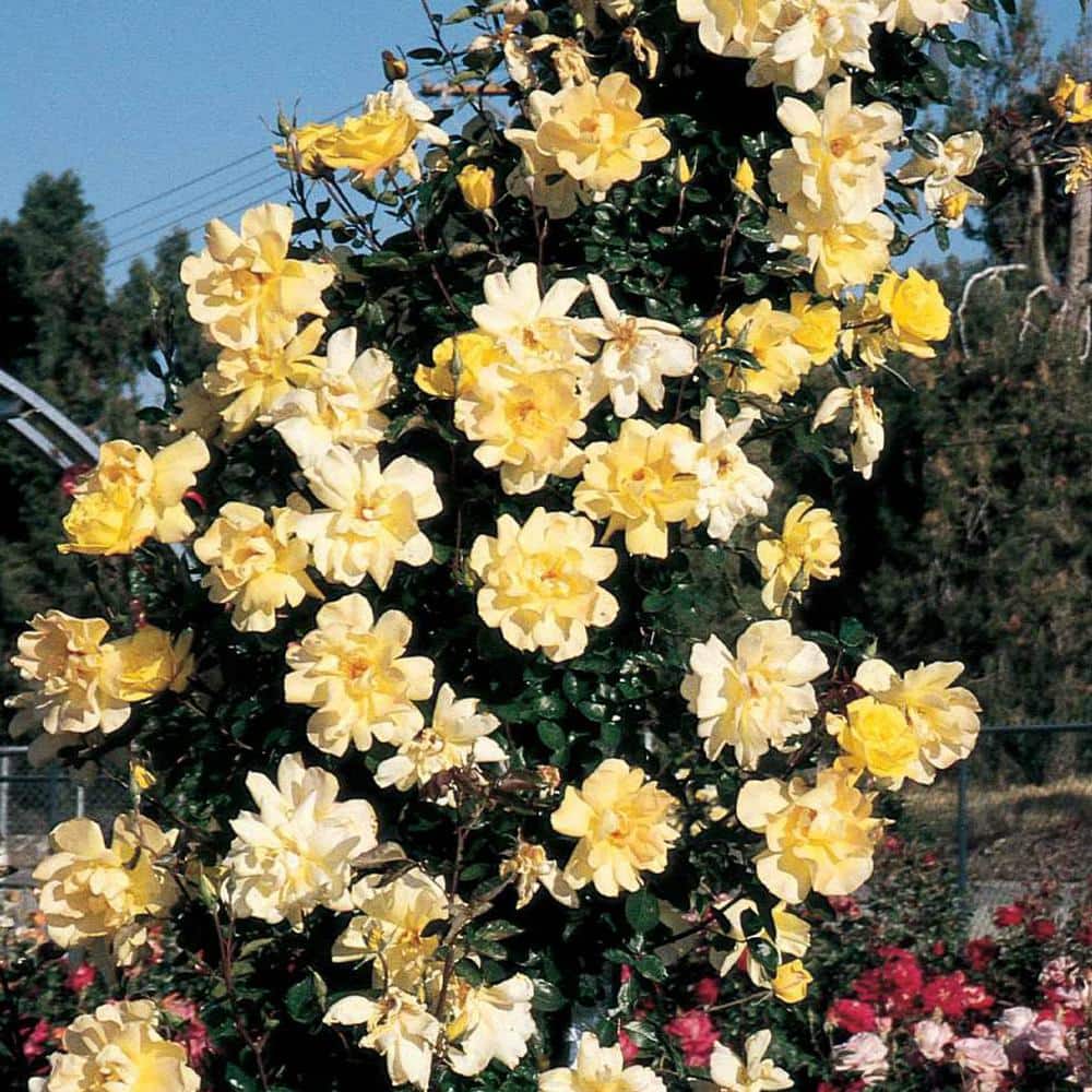 Spring Hill Nurseries Golden Showers Climbing Rose, Dormant Bare Root Plant with Yellow Color Flowers (1-Pack)
