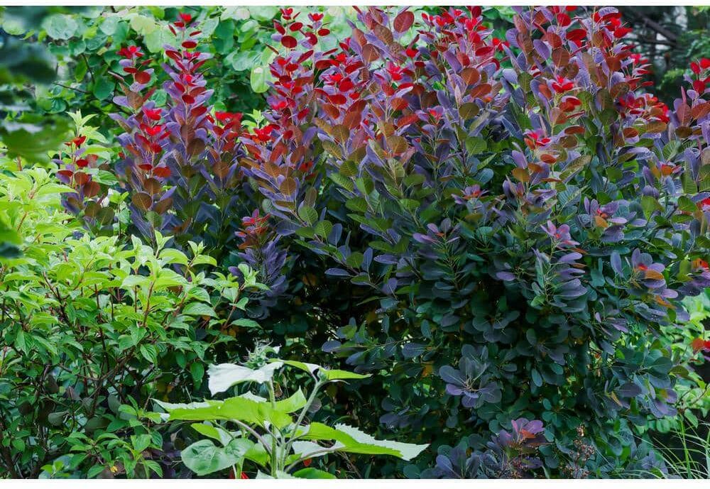 Online Orchards 1 Gal. Royal Purple Smokebush Shrub Colorful Plumes Rising Out of Foliage Provide a Rare and Dramatic Smokey Effect