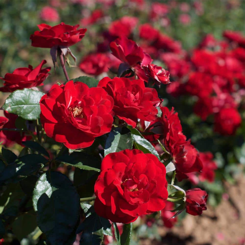 VAN ZYVERDEN Roses Europeana Roses Bloom Color Red (1 Root Stock)