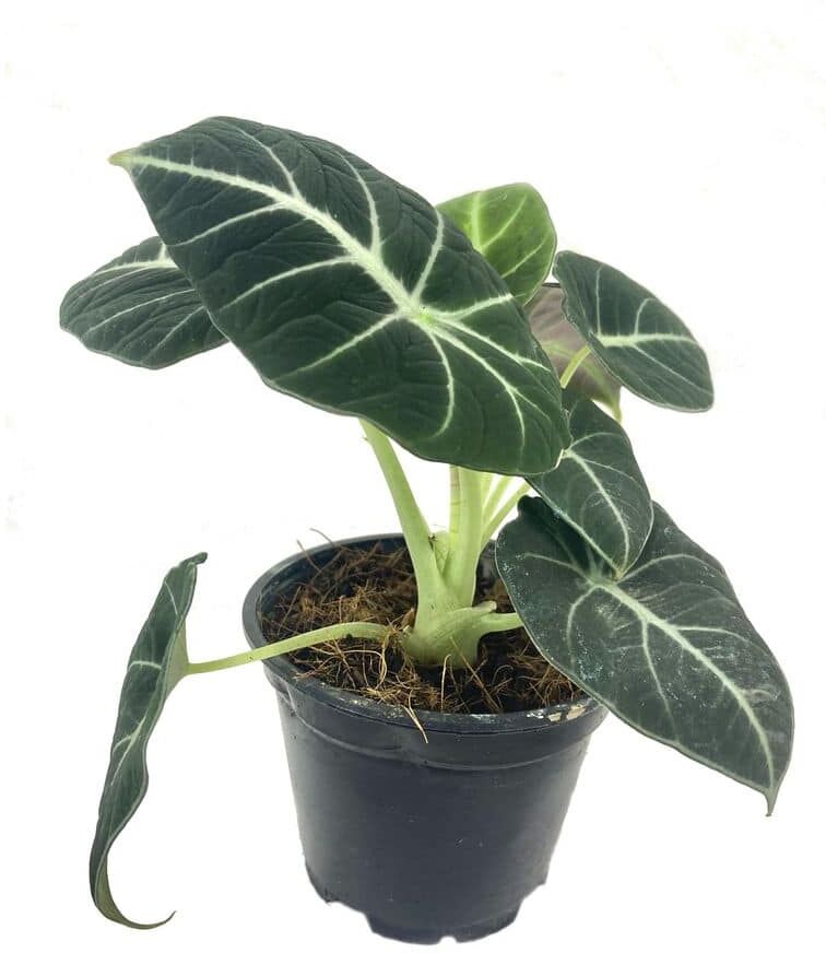 Wekiva Foliage Alocasia Black Velvet - Live Plant in a 4 in. Pot - Alocasia Reginula 'Black Velvet' - Rare Air Purifying Indoor