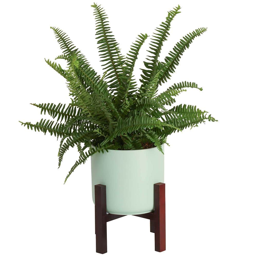 Costa Farms Grower's Choice Fern Indoor Plant in 6 in. Mid Century Planter and Stand, Avg. Shipping Height 1-2 ft. Tall