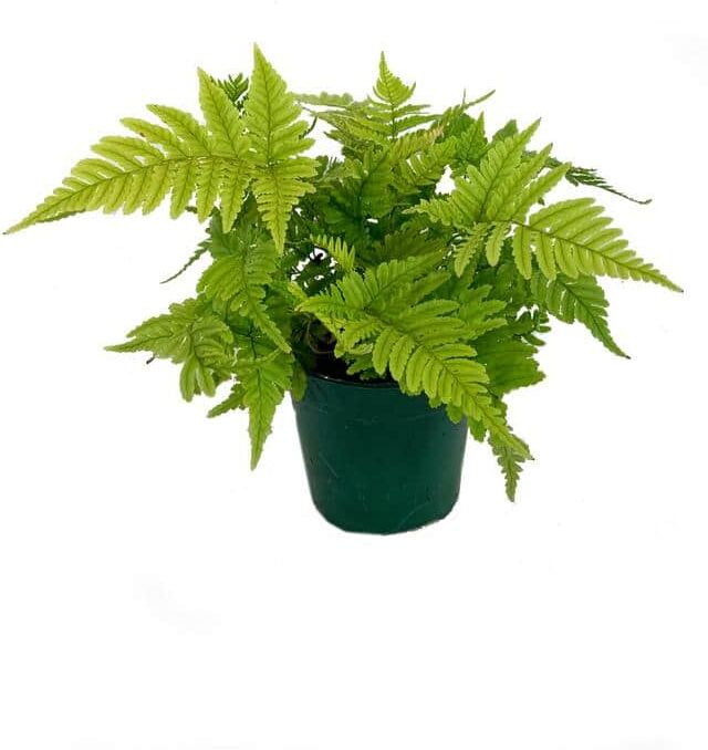 Wekiva Foliage 6 in. Autumn Fern - Live Plant in a Pot - Dryopteris Erythrosora - Rare and Exotic Ferns from Florida