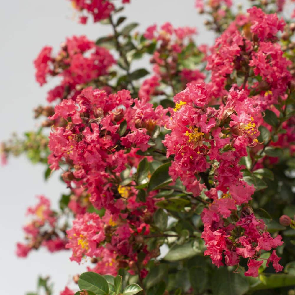 BLOOMABLES 2 Qt.  Bellini Raspberry Crape Myrtle Shrub with Rose-Pink Flowers in Stadium Pot