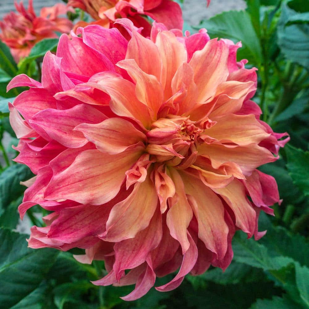 Breck's Belle of Barmera Dinner Plate Dahlia Dormant Flowering Bare Root Bulbs (5-Pack)