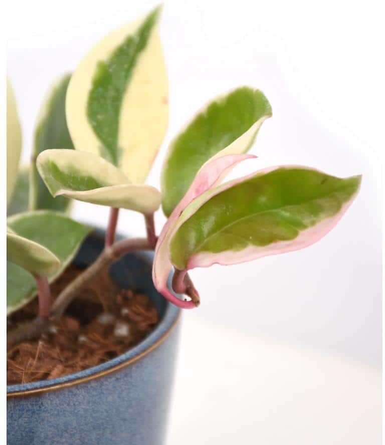 Wekiva Foliage Hoya Albo Carnosa - Live Plant in a 4 in. Pot - Hoya Carnosa 'Albo - Indoor Houseplant with Stunning White Variegation