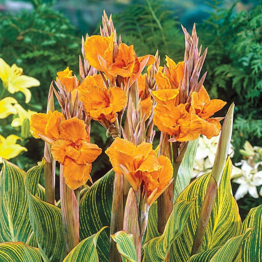 Breck's Pretoria Giant Variegated Canna Lily Dormant Flowering Bare Root Bulbs (3-Pack)