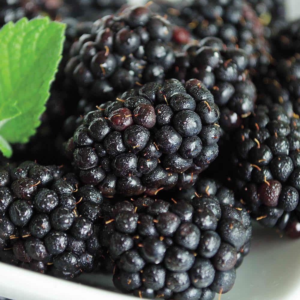 Gurney's Black Magic Blackberry Bush Deciduous Dormant Bare Root Fruit Bearing Starter Plant (1-Pack)