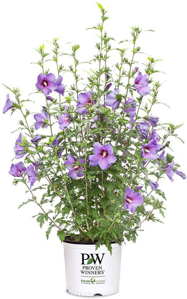 PROVEN WINNERS 2 Gal. Paraplu Violet Rose of Sharon (Hibiscus) Shrub with Blue-Violet Flowers